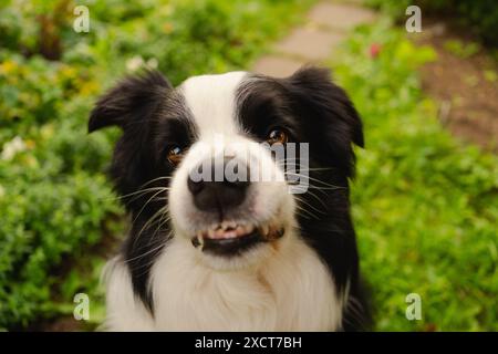 Chien dangereux en colère. Chiot chien agressif bordure collie dents barantes crocs semblant agressif dangereux. Chien effrayant grognant gardien prêt pour l'attaque. PET infecté par la rage. Banque D'Images