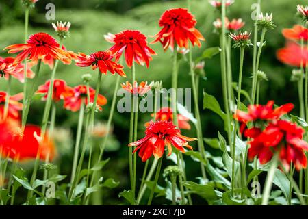 Echinacea purpurea bourgeons floraux lumineux rouges excentriques parmi les feuilles vertes sur fond naturel. Fleurs en fleurs dans le jardin formel d'été plante médicale Banque D'Images