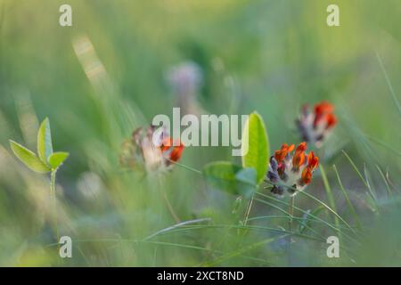 Vesces de rein (Anthyllis Vulneraria var. coccinée). Fleurs sauvages sur la prairie. Plante médicinale sauvage. Banque D'Images