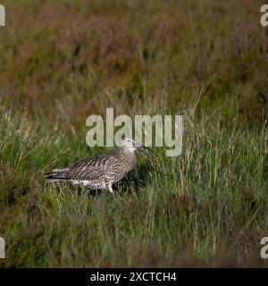 Curlew eurasien marchant à droite (échassier haute, bec ouvert courbé, habitat printanier des landes) - Dallow Moor, North Yorkshire, Angleterre Royaume-Uni. Banque D'Images