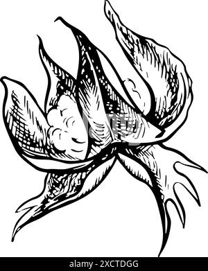 Le coton est biologique. Noir et blanc, détaillé, graphique, illustration vectorielle sous la forme d'une boîte de coton vide, soulignant les caractéristiques botaniques. ISO Illustration de Vecteur