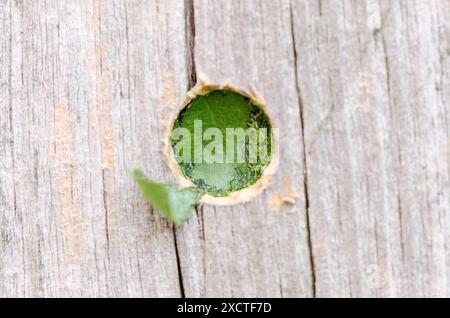 Un trou dans un poteau en bois altéré scellé avec de la litière de feuilles par une abeille femelle coupe-feuilles. Les abeilles coupantes de feuilles sont des abeilles solitaires qui utilisent des sections de feuilles à M. Banque D'Images