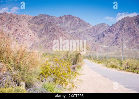 Route vers le parc national de Joshua Tree avec des fleurs du désert. Banque D'Images