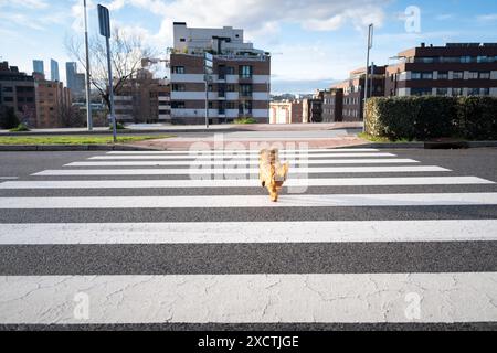 Un petit chien terrier doré traverse la rue loin d'un croisement de zèbre avec une ville moderne et verte en arrière-plan. Dressage de chien, responsabilité et Banque D'Images