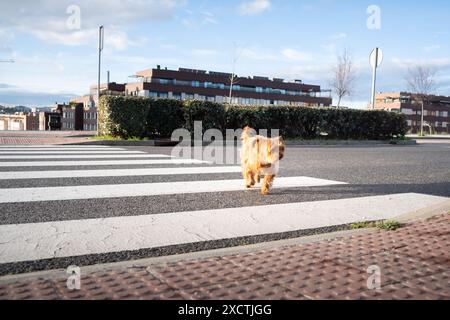 Un petit chien terrier doré traverse la rue en approchant de la caméra à travers un croisement zèbre avec une ville moderne et verte en arrière-plan. Dresseur de chien Banque D'Images