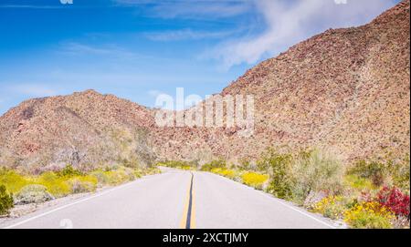 Sur la route dans le parc national de Joshua Tree lorsque le paysage est coloré par des fleurs sauvages du désert. Banque D'Images