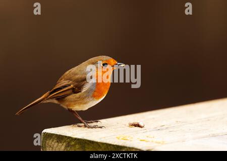 Un rouge-gorge européen (Erithacus rubecula) se perche sur une table de pique-nique à Ripon, dans le Yorkshire du Nord. Banque D'Images