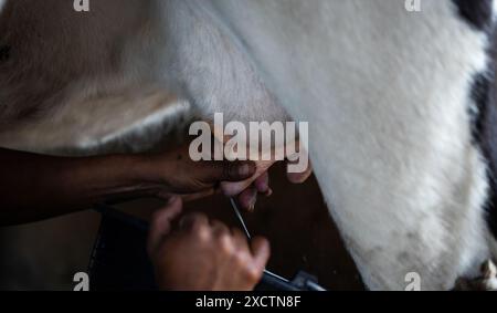 Gros plan se concentre sur les mains d'un latin alors qu'il emploie des méthodes traditionnelles pour traire une vache et extraire du lait frais Banque D'Images