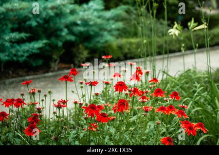 Echinacea purpurea bourgeons floraux lumineux rouges excentriques parmi les feuilles vertes sur fond naturel. Fleurs en fleurs dans le jardin formel d'été plante médicale Banque D'Images