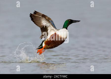 Pelle nord, pelle (Anas clypeata, spatula clypeata), drake à partir de l'eau, vue latérale, Italie, Toscane Banque D'Images