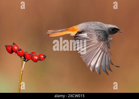 Rouge noir (Phoenicurus ochruros), mâle en vol, vue de côté, Italie, Toscane, Piana fiorentina ; Stagno di Pere, Firenze Banque D'Images