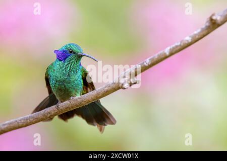 Petite oreille violette, oreille violette de montagne (Colibri cyanotus), se trouve sur une branche dans la forêt nuageuse de montagne avec des plumes d'oreille étendues, Costa Rica, San Gera Banque D'Images