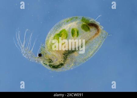 Grosse puce d'eau (cf. Daphnia magna), colonisée par des algues, vue de côté Banque D'Images