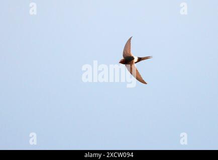 Rapide à rumeur blanche (Apus caffer), en vol, Espagne, Setefilla Banque D'Images