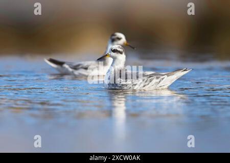 Phalarope grise, phalarope rouge (Phalaropus fulicarius), deux phalaropes grises nageant dans le plumage hivernal, vue de côté Banque D'Images