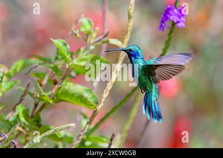 Petit violon, violette de montagne (Colibri cyanotus), vole devant Porterweed, Stachytarpheta jamaicensis, Costa Rica, San Gerardo de Dota Banque D'Images