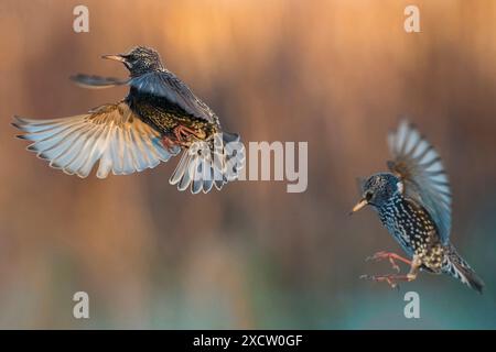 Étourneaux communs, étourneaux européens, étourneaux (Sturnus vulgaris), étourneaux twi en vol, vue de côté, Italie, Toscane Banque D'Images