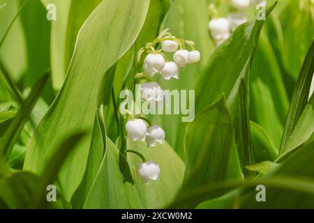 European le muguet (Convallaria majalis), la floraison, l'Allemagne, la Bavière Banque D'Images