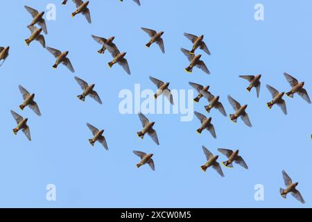 Waxwing de Bohême (Bombycilla garrulus), troupeau volant, invités d'hiver, Allemagne, Bavière Banque D'Images