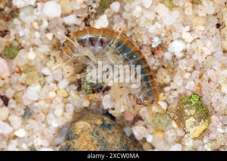 Amphipode commun d’eau douce, amphipode commun riverain, crevette commune d’eau douce (Gammarus pulex), sur gravier, Allemagne Banque D'Images