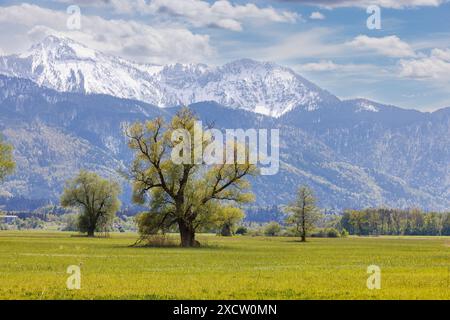 Saule blanc (Salix alba), devant un panorama alpin enneigé au printemps, Allemagne, Bavière, Grabenstaetter Moos Banque D'Images