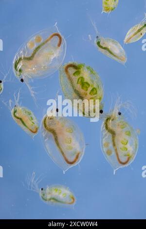 Grosse puce d'eau (cf. Daphnia magna), à plusieurs stades de développement différents, colonisée par des algues Banque D'Images