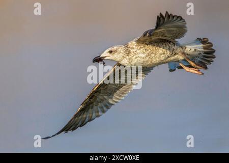 Goéland à pattes jaunes, Açores Goéland à pattes jaunes (Larus michahellis, Larus cachinnans michahellis), volant immature avec des proies dans le bec, Italie, Toscane Banque D'Images