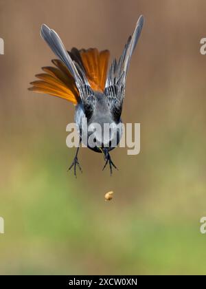 Rouge noir (Phoenicurus ochruros), mâle laisse tomber la nourriture de son bec en vol, Italie, Toscane Banque D'Images