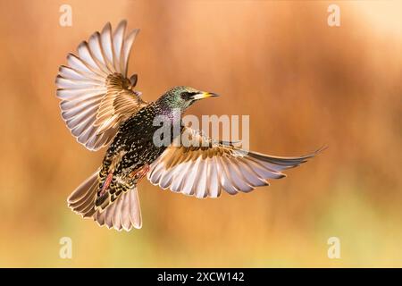 Étourneaux, étourneaux européens, étourneaux (Sturnus vulgaris), en vol, Italie, Toscane Banque D'Images