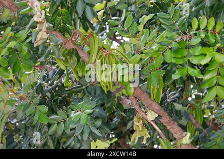 Caroube, haricot de caroube, pain de John (Ceratonia siliqua), fruit non mûr sur l'arbre, Croatie Banque D'Images