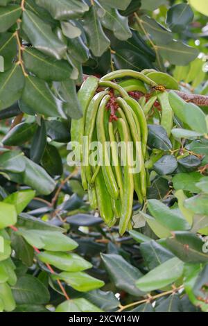 Caroube, haricot de caroube, pain de John (Ceratonia siliqua), fruit non mûr sur l'arbre, Croatie Banque D'Images