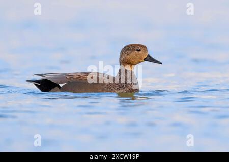 Gadwall (Anas strepera, Mareca strepera), natation drake, vue latérale, Italie, Toscane Banque D'Images