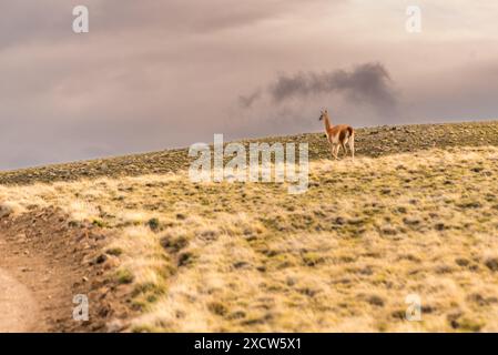 Un guanaco brun et blanc se tient dans une steppe patagonienne. Banque D'Images