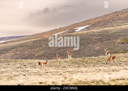 Un troupeau de cinq guanacos qui paissent dans un champ de la steppe patagonienne Banque D'Images