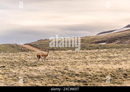 Un guanaco solitaire se dresse dans un champ herbeux de la steppe de Patagonie. Banque D'Images