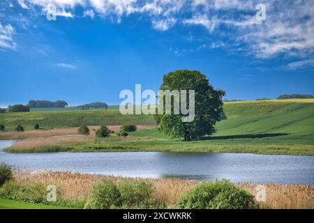 Beau paysage avec un grand arbre, rivière paisible, et de vastes champs verts avec un ciel bleu en arrière-plan. Banque D'Images