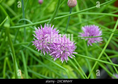 Purple Chives flower close up (Allium schoenoprasum) – pays de Galles, Royaume-Uni Banque D'Images