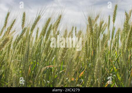 Champ de blé vert sur fond de ciel bleu. Agriculture en Ukraine. Épis de fond de blé. Récolte d'été. Champ de seigle vert. Paysage de champ de blé. Banque D'Images