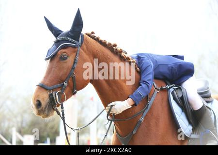 Cavalière inconnue embrassant un cheval brun en selle après une compétition de saut d'obstacles en plein air Banque D'Images