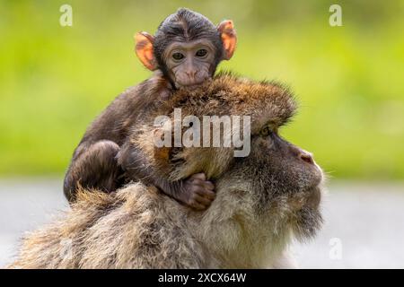 Hayley, un bébé macaque né le 13 mai au Blair Drummond Safari and Adventure Park, près de Stirling, avec sa mère Orcus. Date de la photo : mardi 18 juin 2024. Banque D'Images