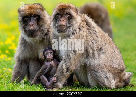Hayley, un bébé macaque né le 13 mai au Blair Drummond Safari and Adventure Park, près de Stirling, avec son père Phil et sa mère Orcus. Date de la photo : mardi 18 juin 2024. Banque D'Images