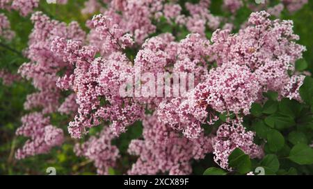 Belles inflorescences de lilas rose sur branche dans le parc de la ville de Varsovie, Pologne. Belles fleurs fleuries de lilas Syringa vulgaris Banque D'Images