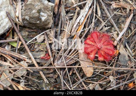 Drosera aliciae dans un habitat naturel proche de Hermanus, Cap occidental de l'Afrique du Sud Banque D'Images