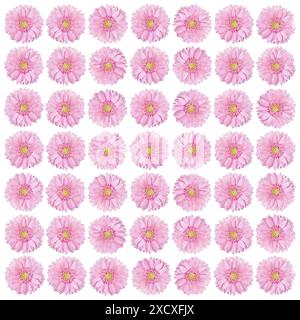 Fleurs roses Gerbera isolées sur fond blanc Banque D'Images