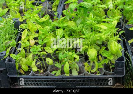 Feuilles de basilic vert. Les plants sont préparés pour la plantation dans le jardin de la ferme. Jardin rural. Campagne. Banque D'Images