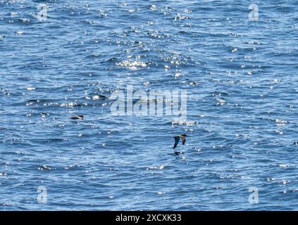 Manx Shearwater, Puffinus Puffinus du ferry d'oban aux hébrides extérieures, Écosse, Royaume-Uni. Banque D'Images