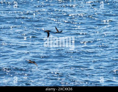 Manx Shearwater, Puffinus Puffinus du ferry d'oban aux hébrides extérieures, Écosse, Royaume-Uni. Banque D'Images