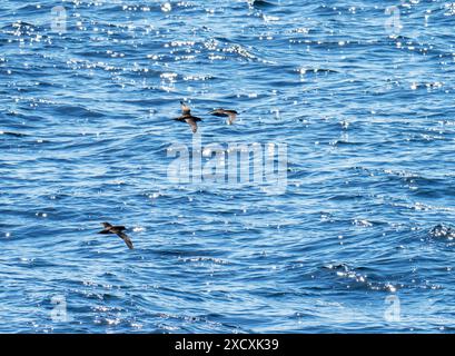 Manx Shearwater, Puffinus Puffinus du ferry d'oban aux hébrides extérieures, Écosse, Royaume-Uni. Banque D'Images