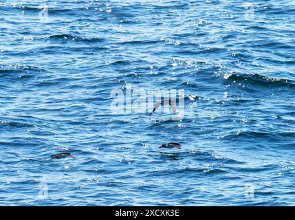 Manx Shearwater, Puffinus Puffinus du ferry d'oban aux hébrides extérieures, Écosse, Royaume-Uni. Banque D'Images