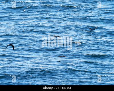 Manx Shearwater, Puffinus Puffinus du ferry d'oban aux hébrides extérieures, Écosse, Royaume-Uni. Banque D'Images